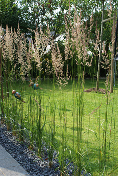 Gartenschönmacher Galerie: Bepflanzung, Tobias Bass Aachen