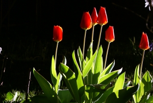Gartenschönmacher Galerie: Licht im Garten